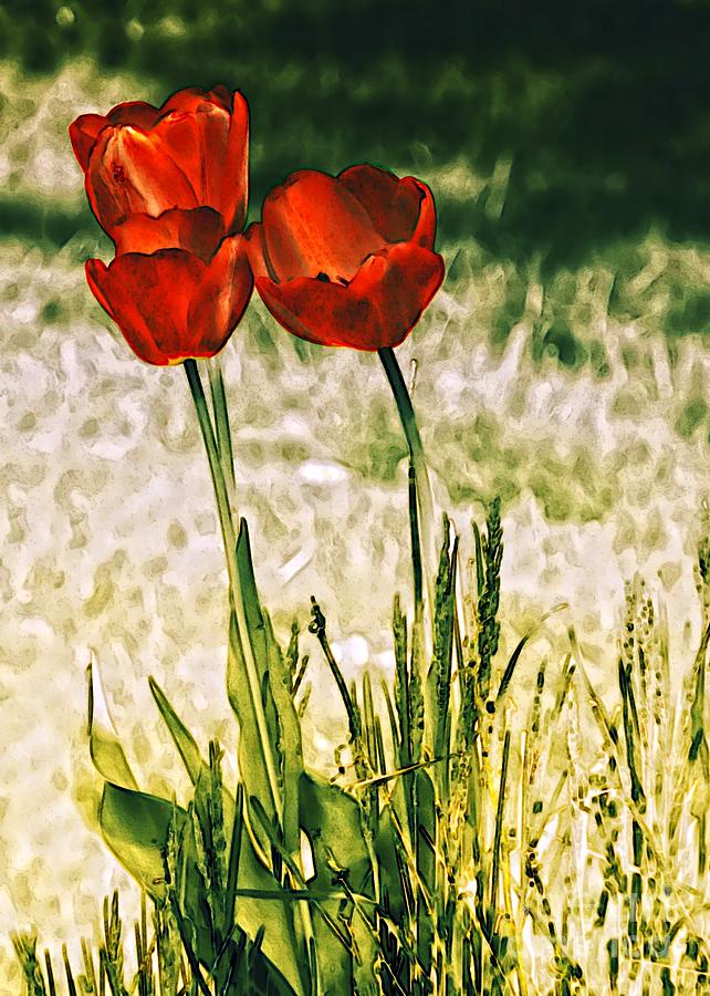 Tulip Trio Photograph by Sharon Woerner