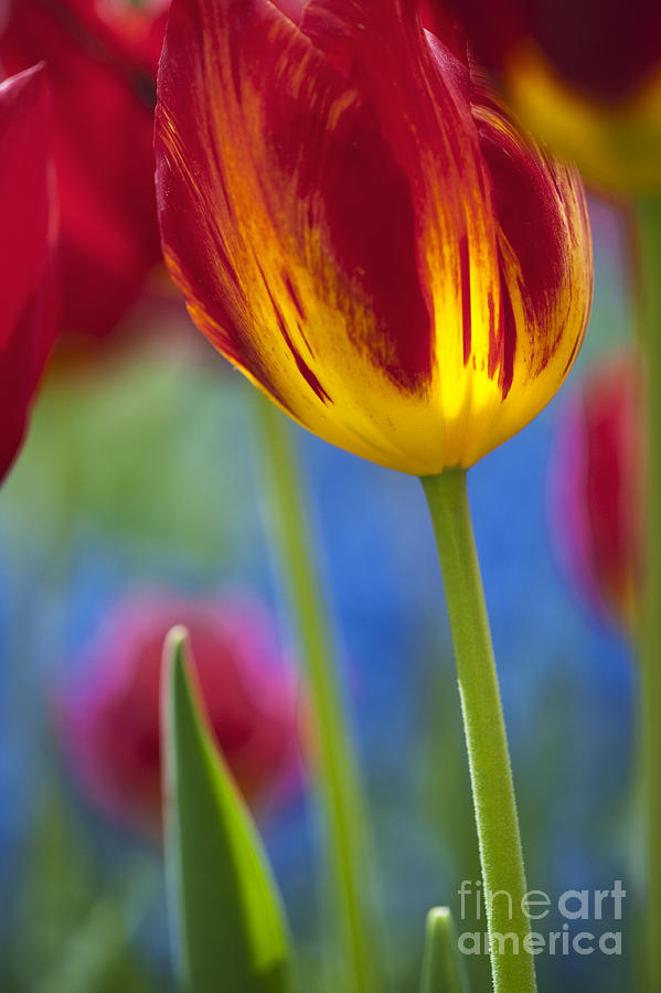 Abstract Photograph - Tulip Triumph Yomako Abstract by Tim Gainey
