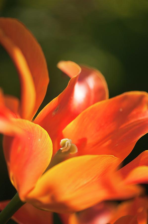 Tulip (tulipa ballerina) Flower Photograph by Maria Mosolova/science Photo Library