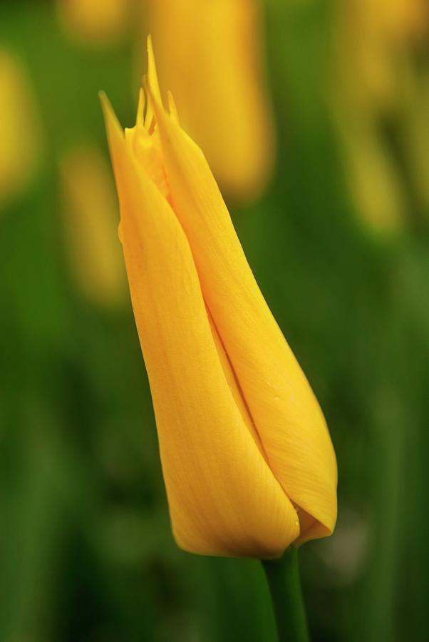 Flower Photograph - Tulip (tulipa flashback) by Adrian Thomas/science Photo Library