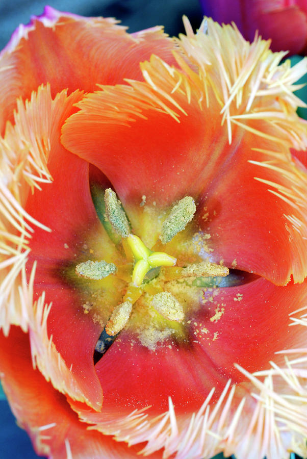 Tulip (tulipa lambada) Photograph by Anthony Cooper/science Photo Library