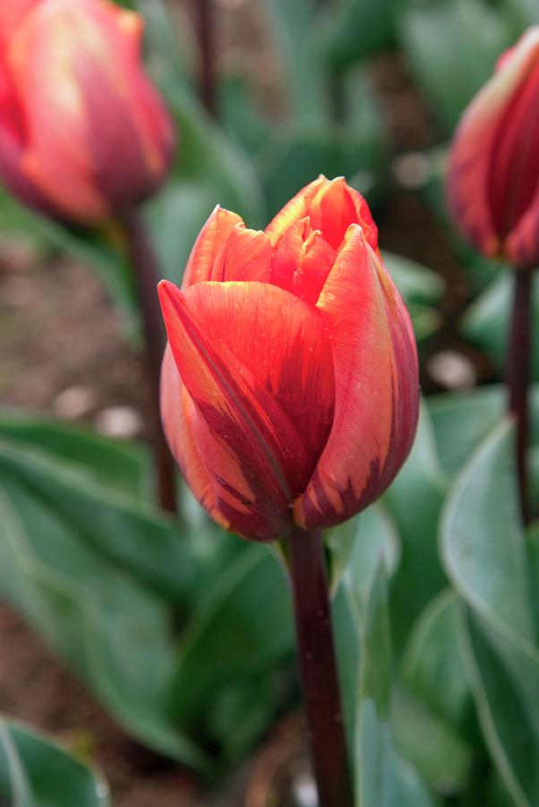 Tulip (tulipa prinses Irene) Photograph by Adrian Thomas/science Photo Library