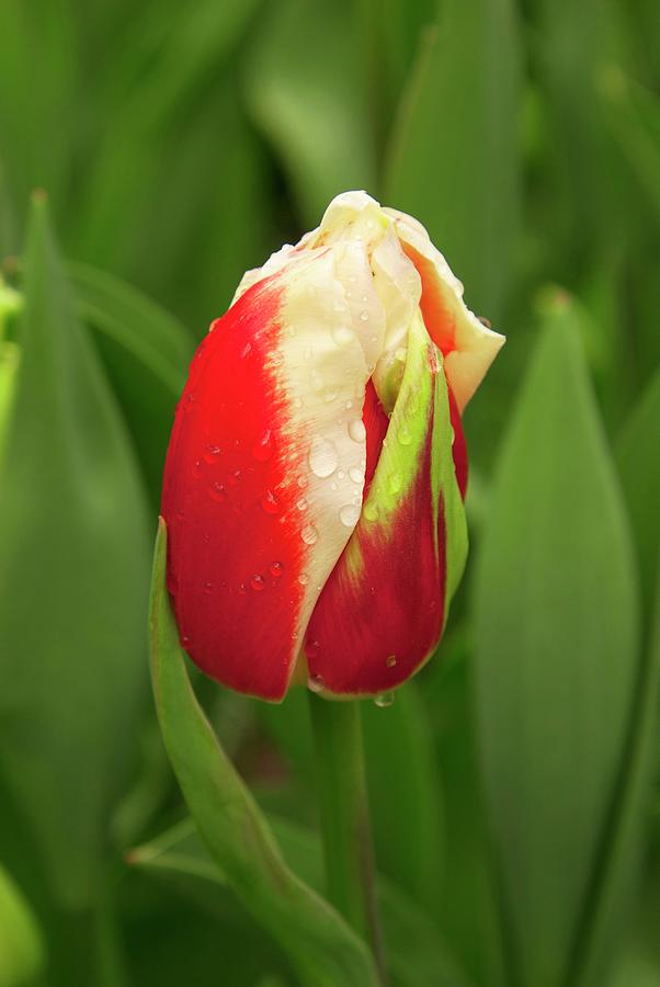 Tulip (tulipa roman Empire) Photograph by Adrian Thomas/science Photo Library