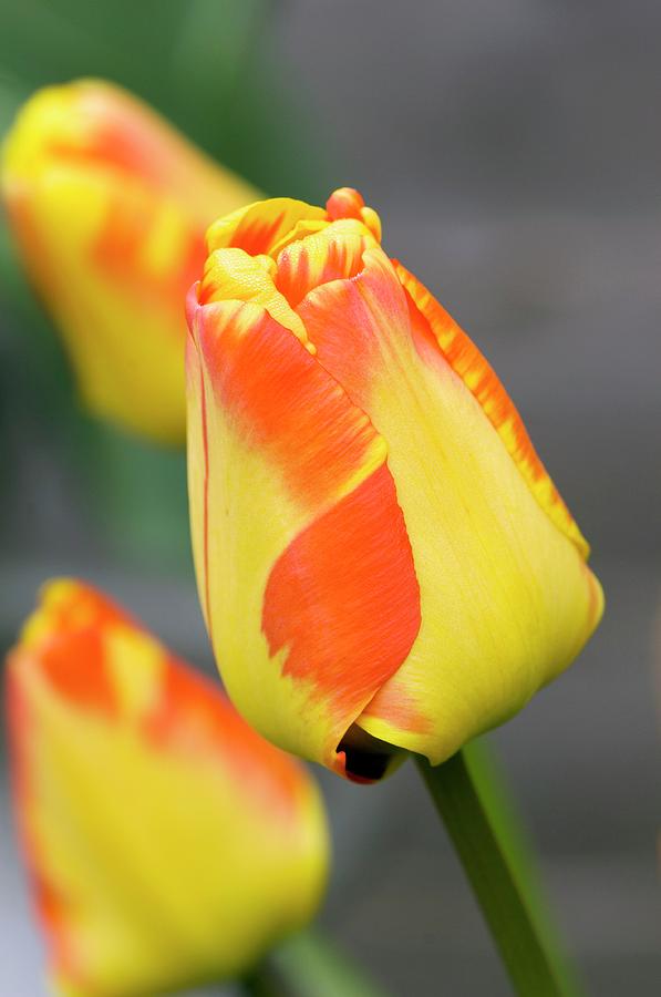 Tulip (tulipa Sp.) Flower Photograph by Science Photo Library Tulip (tulipa Sp.) Flower Photograph by Science Photo Library