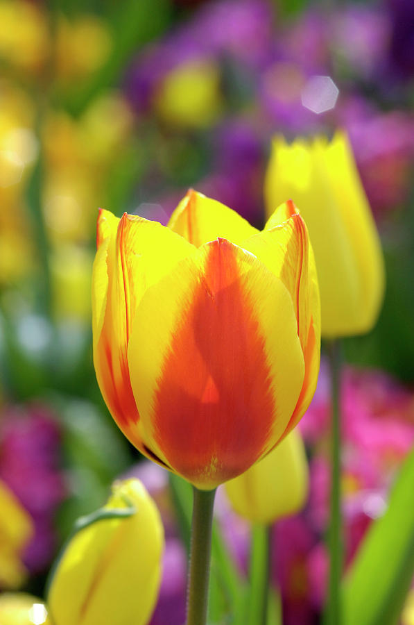 Tulip (tulipa Sp.) Photograph by Mark Thomas/science Photo Library ...