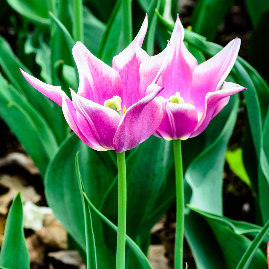 Flower Photograph - Tulip Twins by Randy Scherkenbach