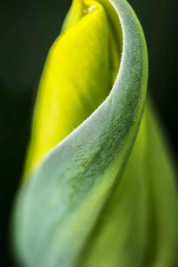Tulip Twist Photograph by Sonya Lang