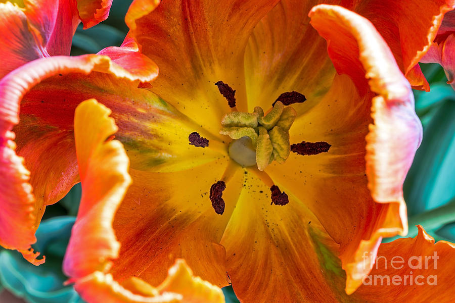 Tulip Two Photograph by Kate Brown