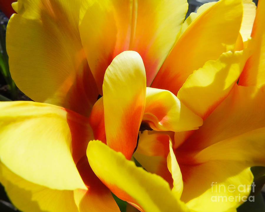 Tulip Unfolding Photograph by Kristen Fox