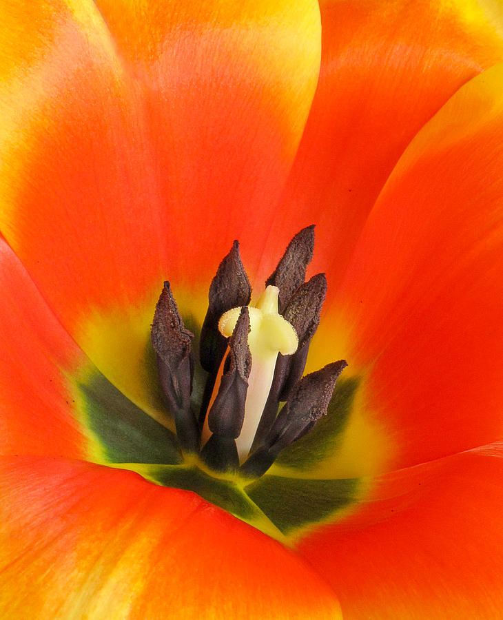 Tulip Up Close Photograph by David and Carol Kelly