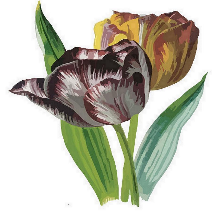 Tulip Vector on White Background Digital Art by Taiche Acrylic Art