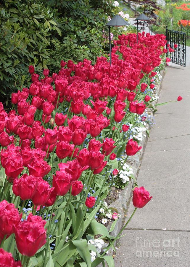 Spring Photograph - Tulip Walkway by Carol Groenen