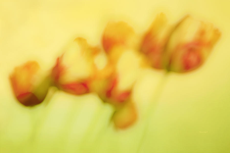 Tulip Whispers Photograph by Theresa Tahara