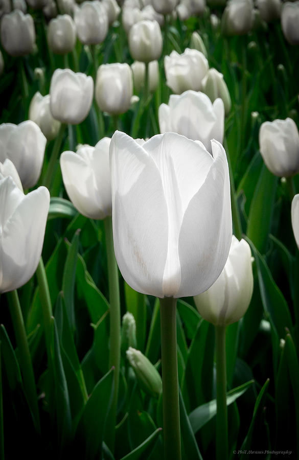 Tulip White Photograph by Phil Abrams