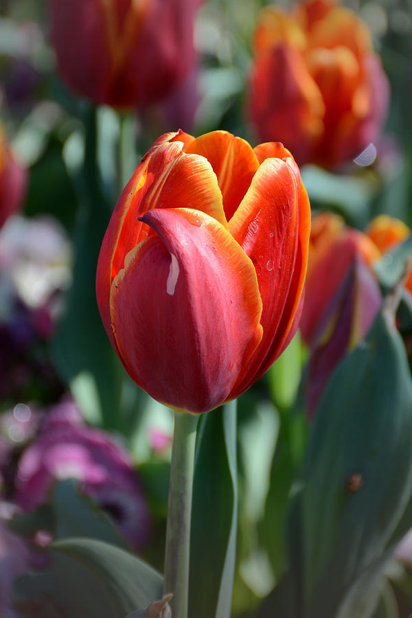 Tulip With a Twist Photograph by Jeanne May