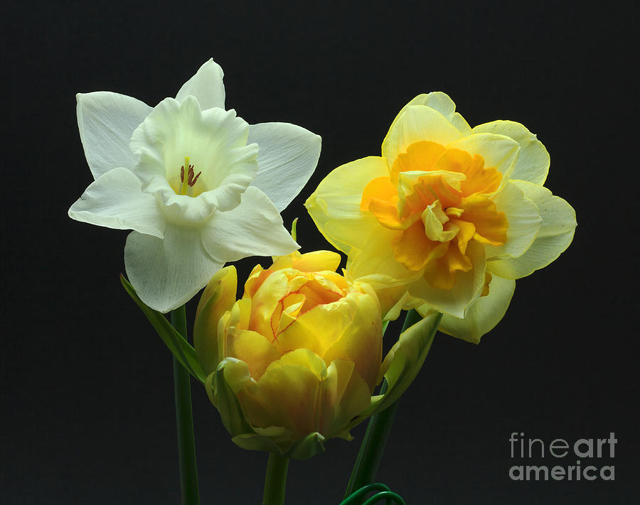 Tulip with Daffodils Photograph by Robert Pilkington