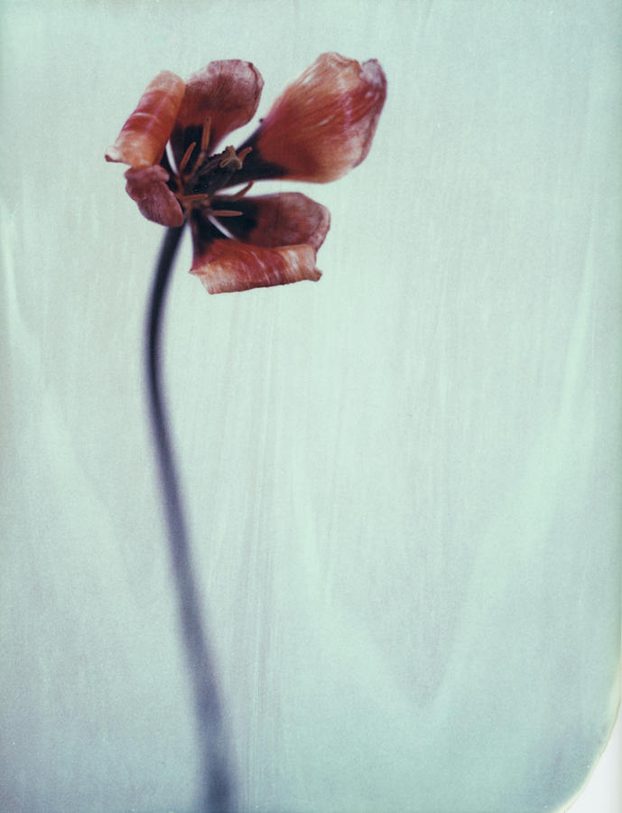 Tulip Photograph by Www.hurluber.lu