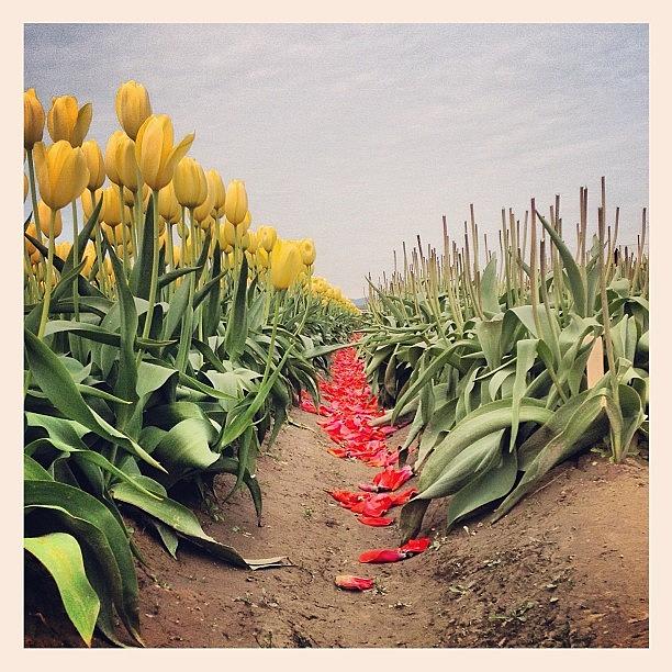 Nature Photograph - #tulip #yellow #red #sky #warm #pretty by Jenny Coale