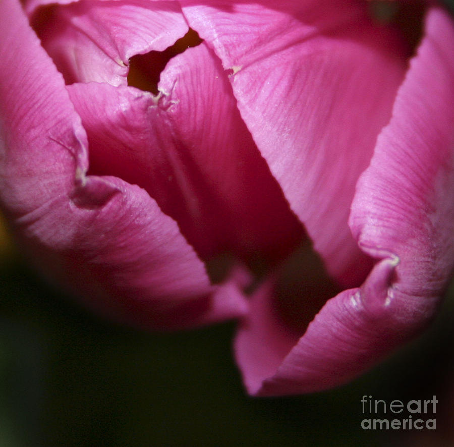 Tulip 3 Photograph by Jacquelinemari