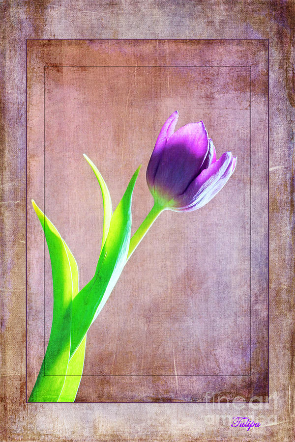 Tulipa Photograph by David Birchall