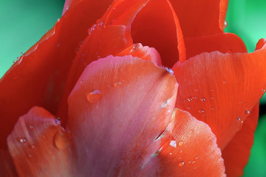 Tulipa Fosteriana 'madame Lefeber' by Anthony Cooper/science Photo Library