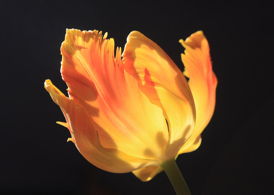 Tulipa Photograph by Gerry Bates