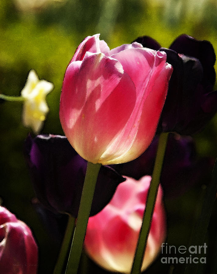 Tulipa Gesneriana Photograph