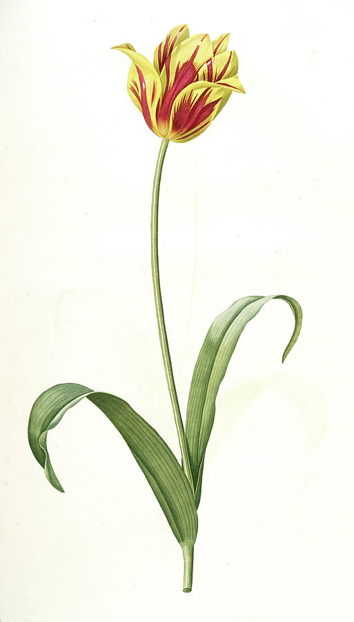 Tulipa Gesneriana Var. Luteo-rubra Drawing by Artokoloro - Fine Art America