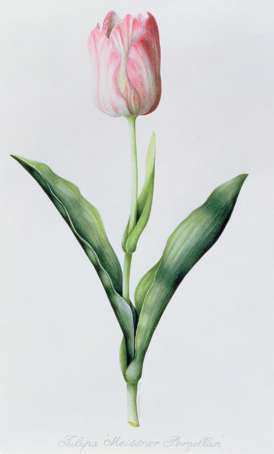 Tulipa Meissner Porgellan Painting by Sally Crosthwaite