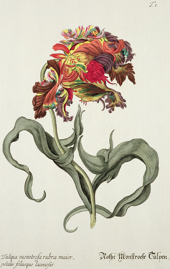 Tulip Painting - Tulipa Monstrosa Rubra Maior by Johann Wilhelm Weinman