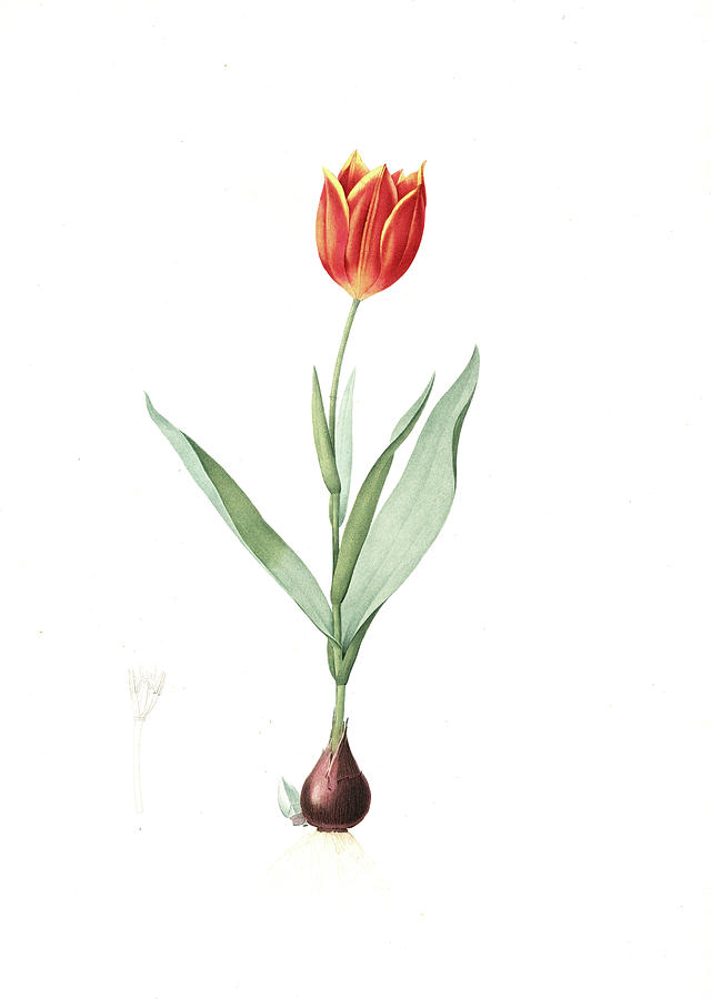 Tulipa Suaveolens, Tulipe Odorange Duc Van Thol Tulip Drawing by ...