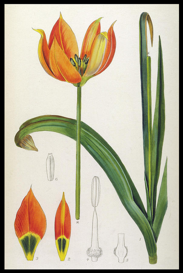Tulip Drawing - Tulipa Whittallii Or Orange Tulip by Mary Evans Picture Library