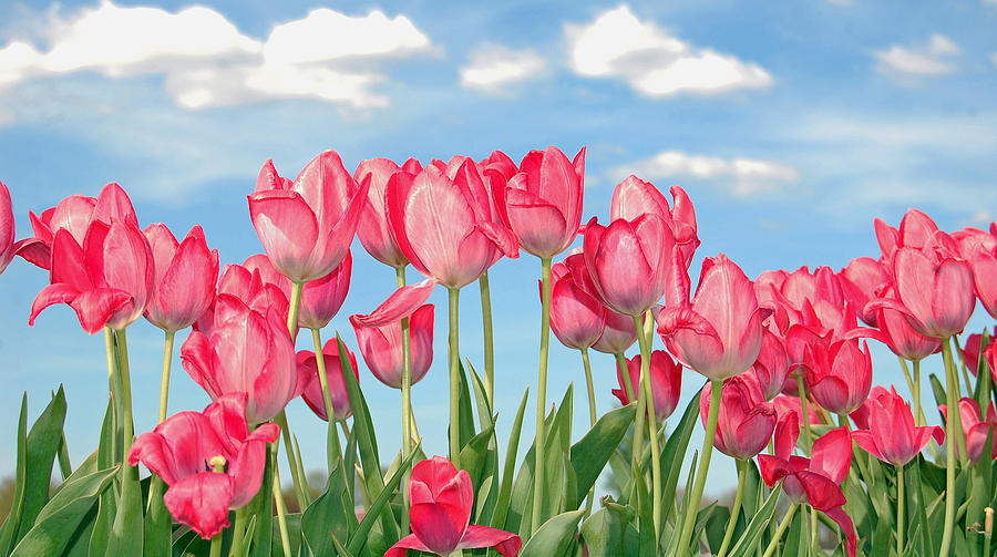 Tulip Photograph - Tulipalooza by Brian Graybill
