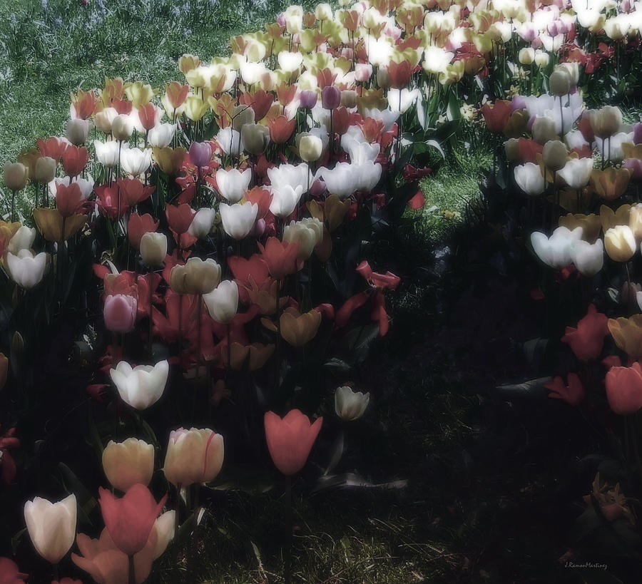 Tulipans Photograph by Ramon Martinez - Fine Art America