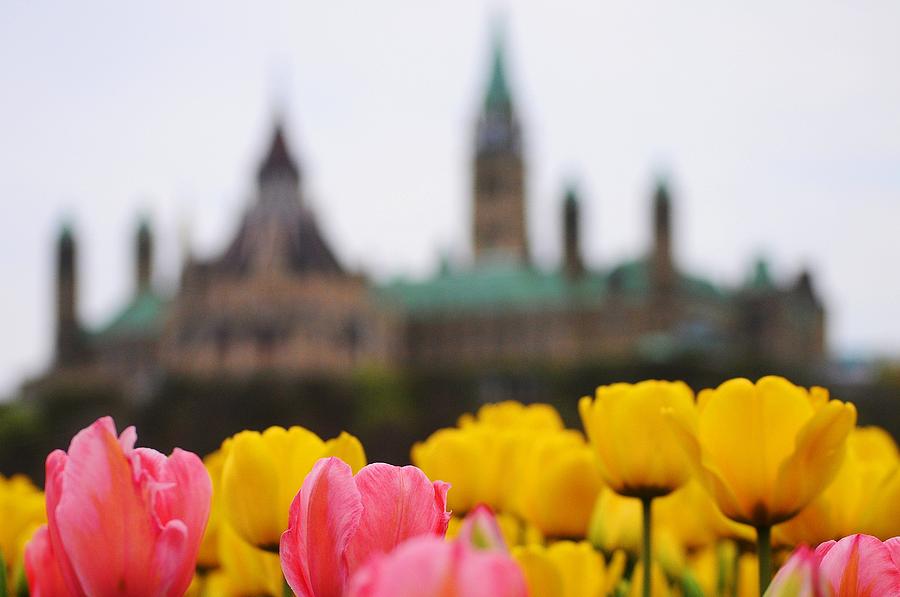 Tulipfest in Ottawa Photograph by Jana Kriz