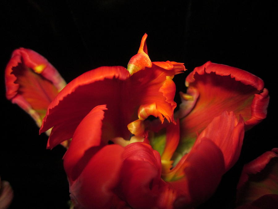 Tulipmelancholy Photograph by Rosita Larsson