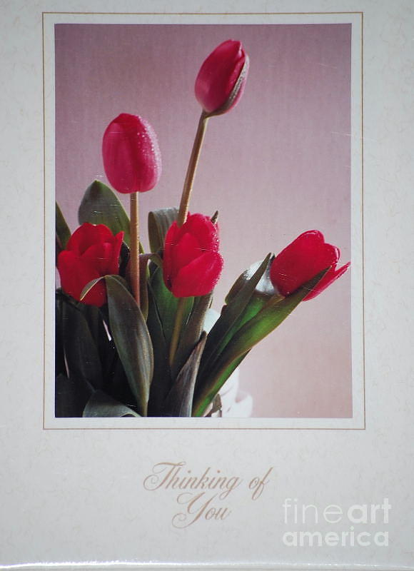 Tulips   Thinking of You Photograph by Sharon Elliott