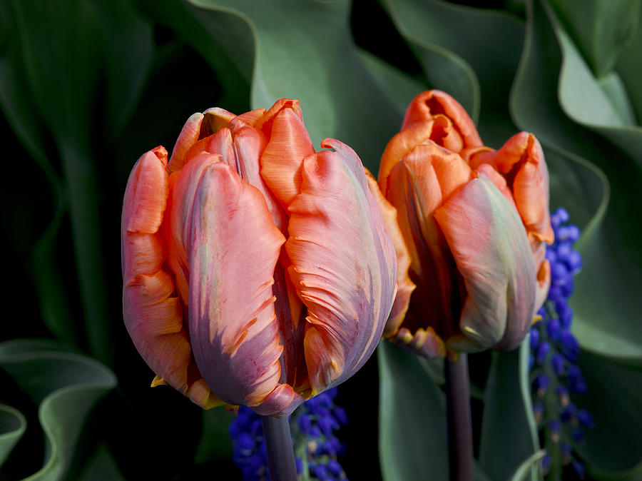 Tulip Photograph - Irene Parrot Tulips by Bob VonDrachek