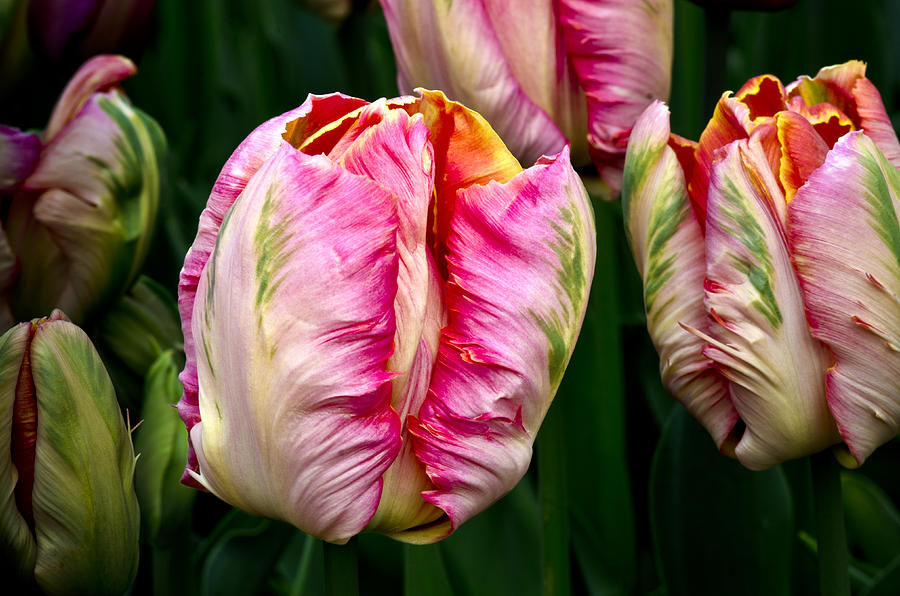 Tulip Photograph - Tulips 02 by Bob VonDrachek