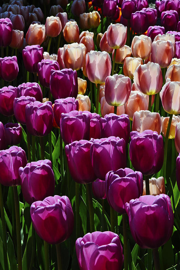 Tulips 1 Photograph by David Lunde