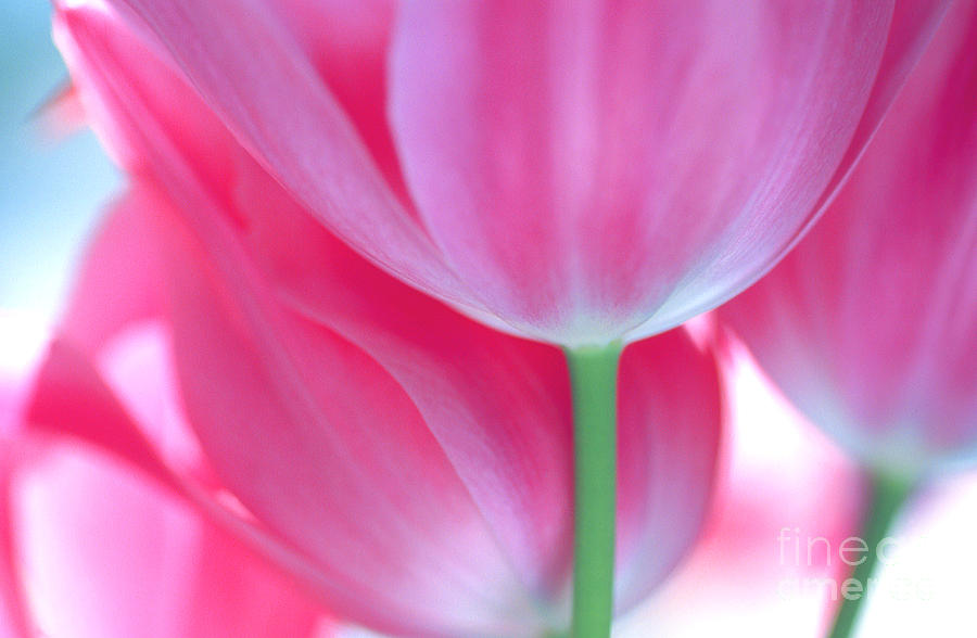 Tulips 1 Photograph by Rich Killion