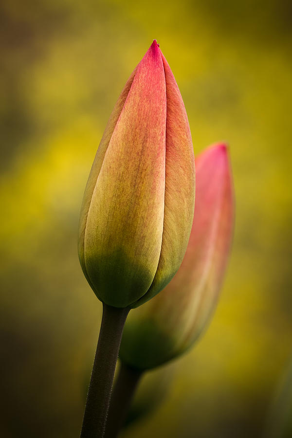 Tulips 1a Photograph