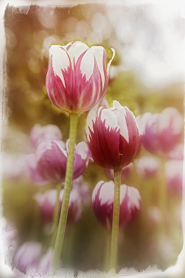 Tulips 2 Digital Art