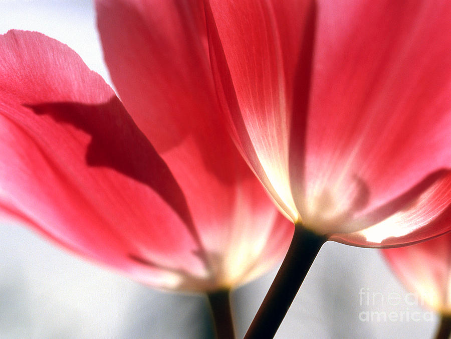 Tulips 2 Photograph by Rich Killion