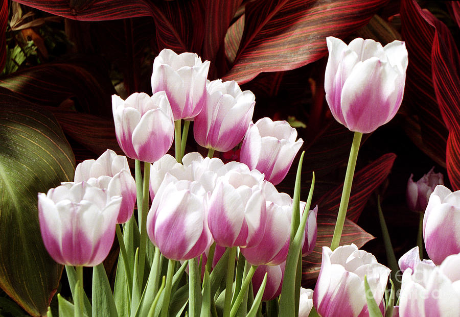 Tulips 2 Photograph by Tom Brickhouse