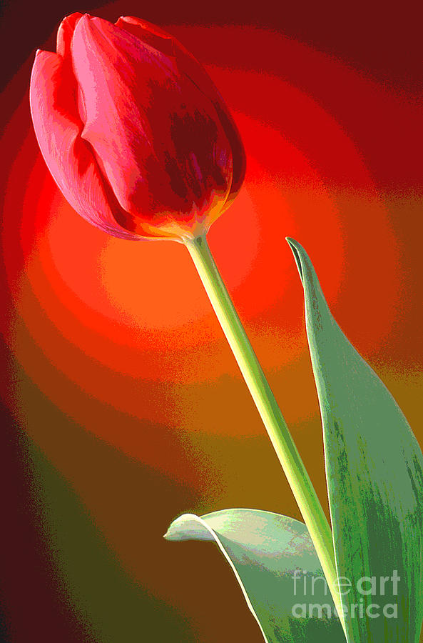 Tulips 3 Photograph by Rich Killion