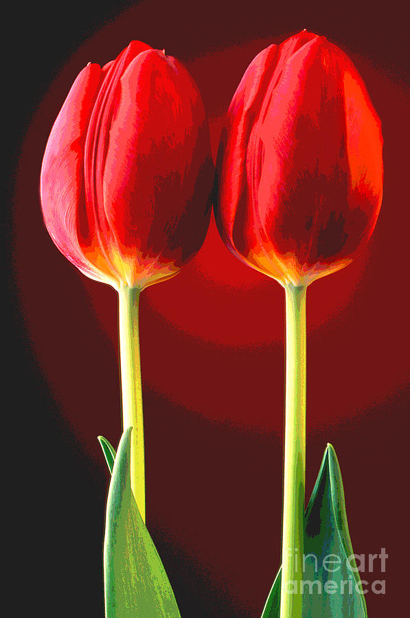 Tulips 4 Photograph by Rich Killion