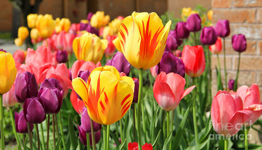 Tulips  4309 Photograph by Jack Schultz
