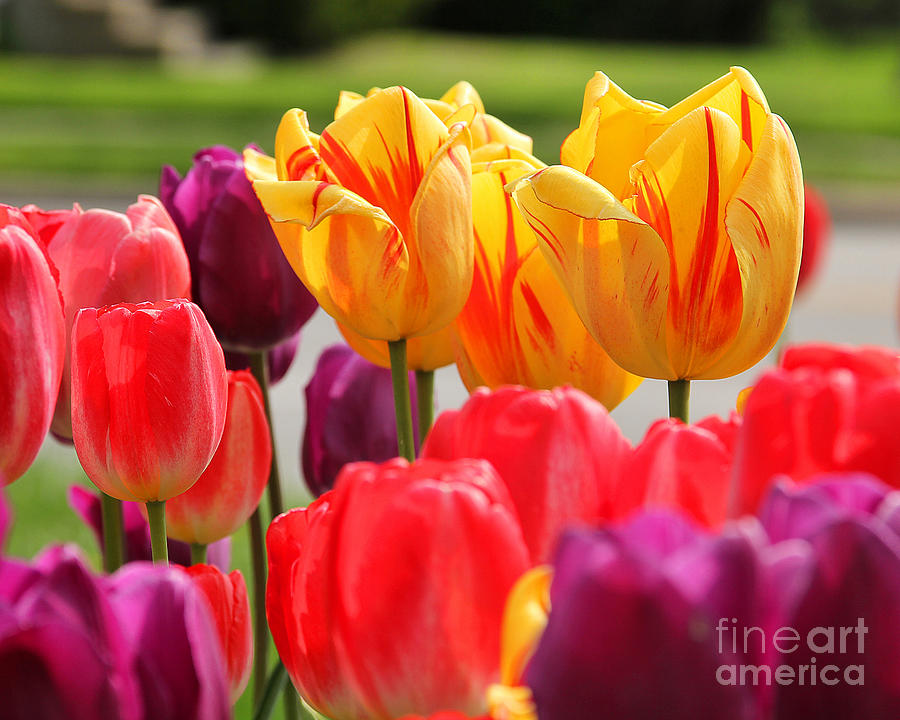 Tulips  4315 Photograph by Jack Schultz