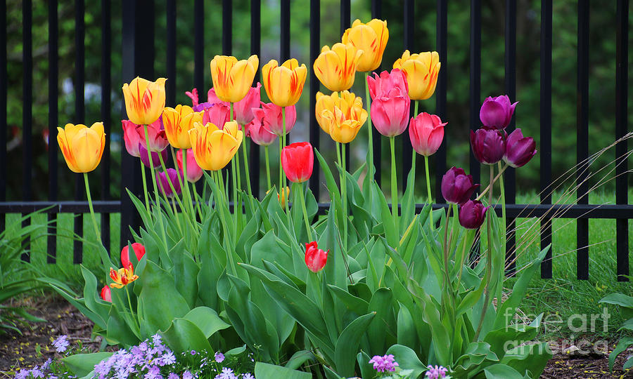 Tulip Photograph - Tulips 5181 by Jack Schultz